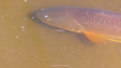 Sciaenops ocellatus