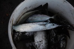 Hemiramphus brasiliensis