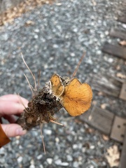 Phyllotopsis nidulans