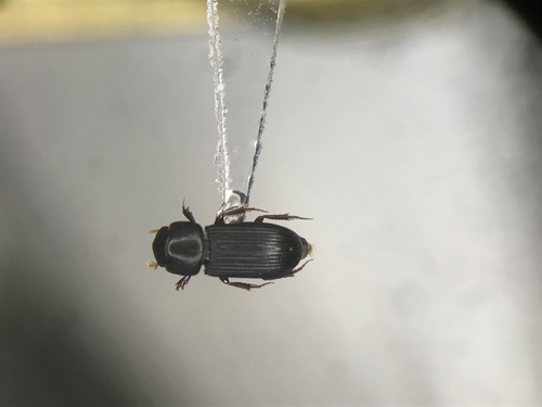Slender Small Dung Beetle photo 3