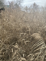 Phragmites