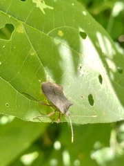Anasa apicalis