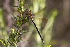 Synthemis eustalacta