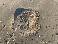 Rhopilema verrilli