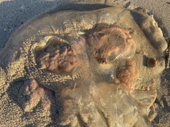 Rhopilema verrilli