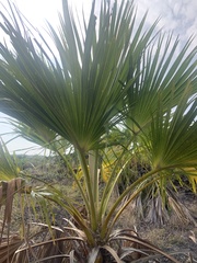 Pritchardia affinis