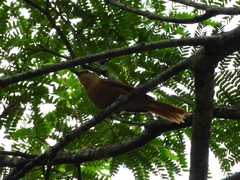 Anabacerthia lichtensteini