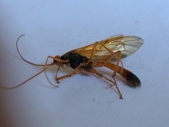 Opheltes glaucopterus