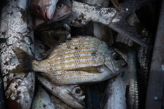 Archosargus rhomboidalis