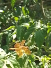 Perithemis icteroptera