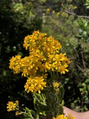 Acrisione denticulata