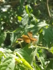 Perithemis icteroptera