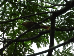 Anabacerthia lichtensteini