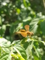 Perithemis icteroptera