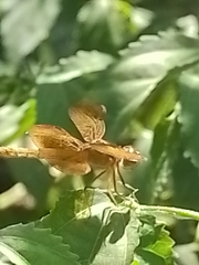 Perithemis icteroptera