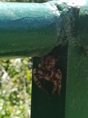 Polybetes pythagoricus