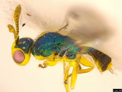 Bootanomyia