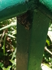 Polybetes pythagoricus