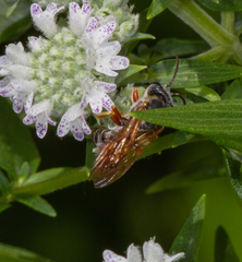 Halictus parallelus