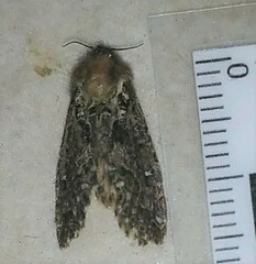 Korscheltellus gracilis