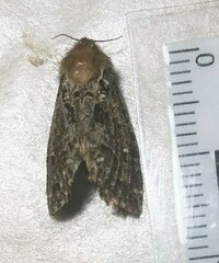 Korscheltellus gracilis