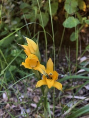 Chloraea gavilu