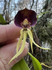 Prosthechea cochleata
