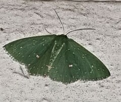 Prasinocyma iosticta