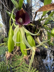 Prosthechea cochleata