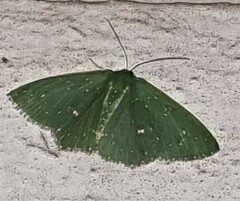 Prasinocyma iosticta