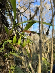 Prosthechea cochleata