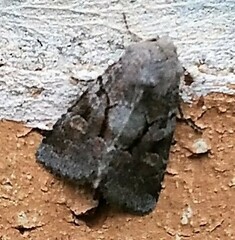 Oligia minuscula