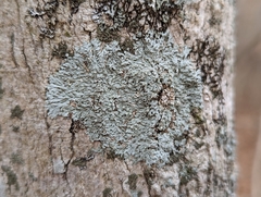 Physcia americana
