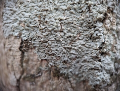 Physcia americana