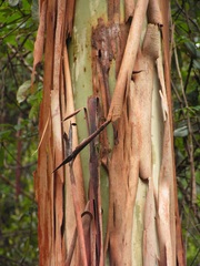 Eucalyptus grandis