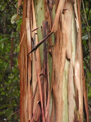 Eucalyptus grandis