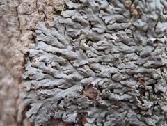 Physcia americana