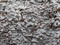 Physcia americana