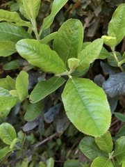 Escallonia pulverulenta