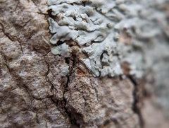 Physcia americana