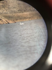 Cygnus columbianus columbianus