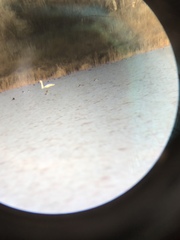 Cygnus columbianus columbianus