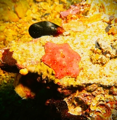Meridiastra medius