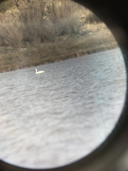 Cygnus columbianus columbianus