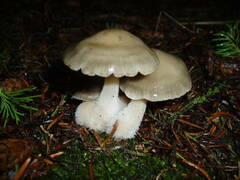 Mycena overholtsii