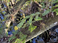 Epidendrum amphistomum