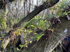 Epidendrum amphistomum