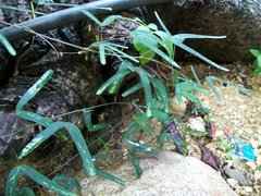 Passiflora mexicana