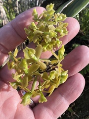 Epidendrum amphistomum