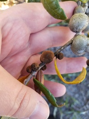 Disholcaspis quercusvirens